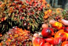 Gabon : l’huile de palme se heurte à la défense de fer des éléphants